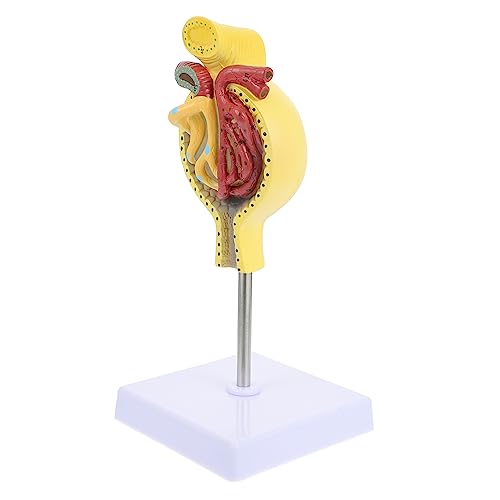 OUNONA 1Stk Glomeruläres Modell Mannequin Glomerulus-Modell mit Sockel Nierenkörpermodell Nierenkörper-Unterrichtsmodell Modelle Medizinisches Glomerulus-Modell normales Glomerulus-Modell von OUNONA