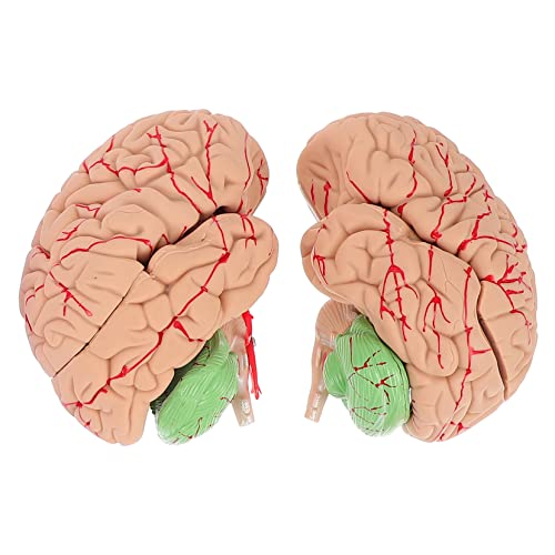 OUNONA 1Stk Modell der Gehirnanatomie Organ anatomisches Modell Anatomie-Kit des Menschen Gehirnmodell Gehirn Lehrmodell schaufensterpuppe Modelle Anzeigemodell des menschlichen Gehirns von OUNONA