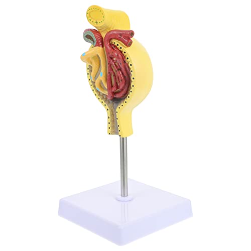 OUNONA 1stk Glomeruläres Modell Herzmodell Studie Anatomie Skelettmodell Nierenmodell Menschlich Spiel Anatomiemodell System Modell Der Nierenanatomie Normales Glomerulus-modell Pvc OUNONA 1stk Glomeruläres Modell Herzmodell Studie Anatomie Skelettmodell Nierenmodell Menschlich Spiel Anatomiemodell System Modell Der Nierenanatomie Normales Glomerulus-modell Pvc von OUNONA
