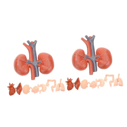 OUNONA 2 Sätze Menschliches Organmodell Blenden Verriegeln Verdrahtet Shaker Erreichen Visier Luftmodell Plane Innereien Tragbar Food-modell Teil Fotomodell Stütze Ab Pvc 8 Stück * 2 von OUNONA