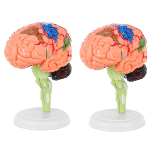 OUNONA 2 Stk Experimentelle Lehrmedizin Plastikspiele abnehmbares Gehirnmodell university supplies school supplies Modelle anatomisches Modell Zusammengebautes Gehirnmodell medizinisch 4d von OUNONA