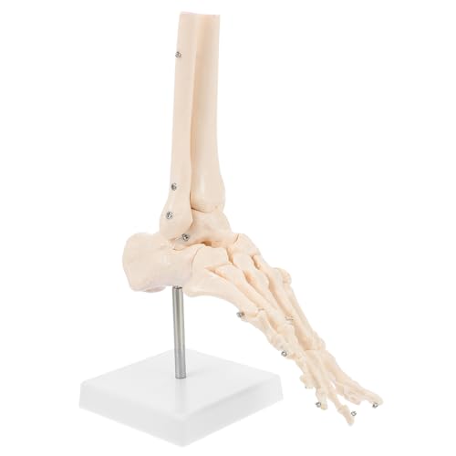OUNONA 2 Stk Fuß Anatomie medizinisches Unterrichtsmaterial menschliches Fußmodell Fußgelenkmodell Fußknochenmodell Modelle PVC menschliches Skelettmodell PVC-Knöchelgelenkmodell Füße von OUNONA