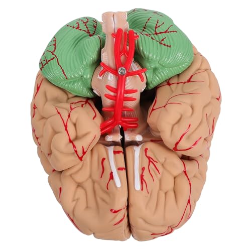 OUNONA 2 Stk Gehirnmodell medizinisch Schaufensterpuppen Trainingsmodell für Herznähte koordinationstraining lernhilfen anatomisches Modell Mann-Gehirn-Modell einzigartig PVC Rosa von OUNONA