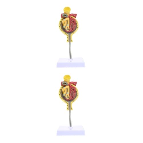 OUNONA 2 Stk Glomeruläres Modell System Spiel menschlich Anatomiemodell Nierenkörpermodell Nierenkörper-Unterrichtsmodell Glomerulus-Modell anzeigen Glomerulus medizinisches Modell PVC von OUNONA