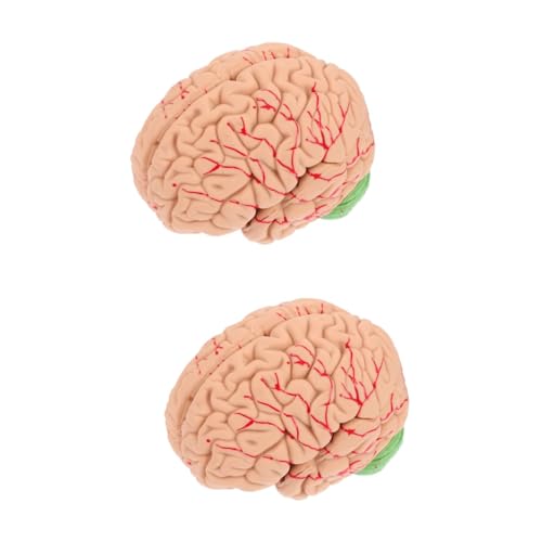 OUNONA 2 Stk Modell der Gehirnanatomie Puzzle des menschlichen Körpers Anatomisches Modell des menschlichen Gehirns Gehirnmodell Gehirn Lehrmodell schaufensterpuppe Modelle echte Person von OUNONA