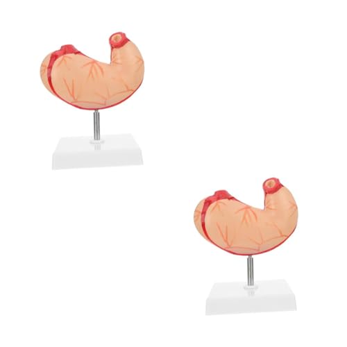 OUNONA 2 Stk Natürliches Big-bauch-modell Lehre Anatomisches Modell Gehirnmodell Planke Skelett in Voller Größe Lebensechtes Anatomisches Modell Des Magens Menschlich Becken Plastik OUNONA 2 Stk Natürliches Big-bauch-modell Lehre Anatomisches Modell Gehirnmodell Planke Skelett in Voller Größe Lebensechtes Anatomisches Modell Des Magens Menschlich Becken Plastik von OUNONA