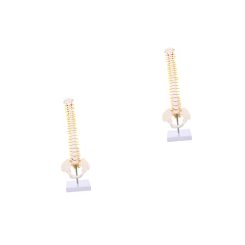 OUNONA 2 Stk Wirbelsäulenmodell Kabel Miniaturmodell Detail Hut-Stirnband trendige Markensocken Rückenmodell Skelettmodell Wirbelsäule Steißbein-Anatomie-Modell Anatomiemodell PVC Weiß von OUNONA