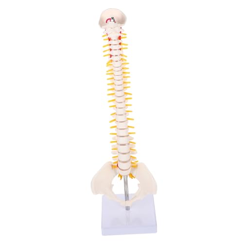OUNONA 2 Stk Wirbelsäulenmodell Lehren Flexibles chiropraktisches Modell Rückenmodell Skelettmodell Wirbelsäule Modelle Steißbein-Anatomie-Modell Medizinisches Anatomiemodell Erwachsener von OUNONA