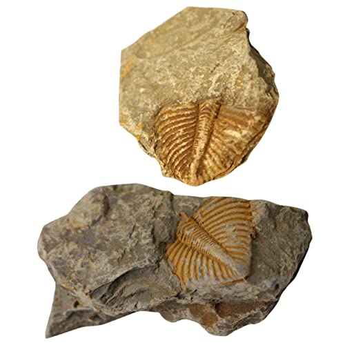 OUNONA 2pcs Für Jungen Und Mädchen Realistische Simulation Modell Desktop Ornament Pädagogisches Spielzeug von OUNONA