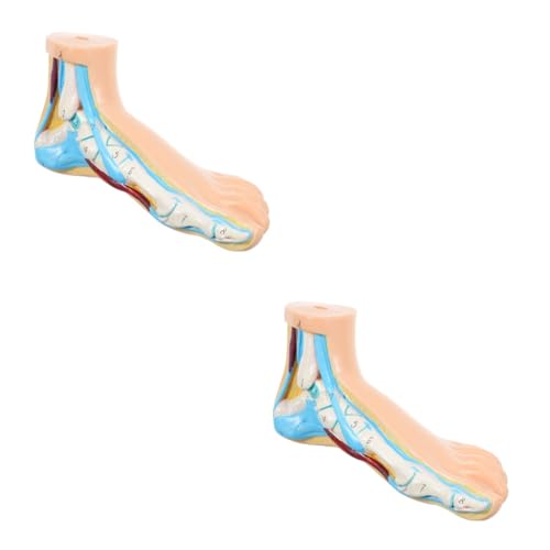 OUNONA 2St Modell des Fußgelenks fußkur footcure Fußgelenkmodell Fußmuskelmodell Modelle menschliches normales Fußmodell Unterrichten des normalen Fußmodells menschlicher Körper Vinyl von OUNONA