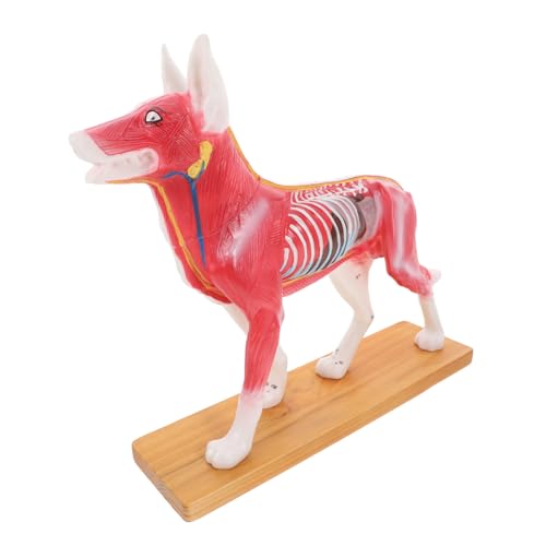 OUNONA 2St akupunkturpunktmodell für hunde realistischer Hund Hundemodelle 4D-Anatomiemodell für Hunde Haustier Modell der Körperakupunktur für Hunde Tierakupunkturpunktmodell PVC OUNONA 2St akupunkturpunktmodell für hunde realistischer Hund Hundemodelle 4D-Anatomiemodell für Hunde Haustier Modell der Körperakupunktur für Hunde Tierakupunkturpunktmodell PVC von OUNONA
