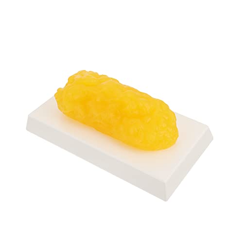 OUNONA 2St fettes modell anatomisches Fettmodell Menschliches Muskelmodell Schwimmbad menschliches Modell für sportgel the pe die pe anatomisches Modell Vorführgerät Plastik Yellow OUNONA 2St fettes modell anatomisches Fettmodell Menschliches Muskelmodell Schwimmbad menschliches Modell für sportgel the pe die pe anatomisches Modell Vorführgerät Plastik Yellow von OUNONA