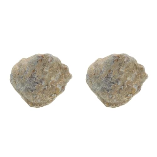 OUNONA 2St fossiles Exemplar Wissenschafts-Kit Rock Tumbler für Dinosaurier-Eier Dinosaurier-Ausgrabungsset Sand für toys Tischschmuck modell von OUNONA