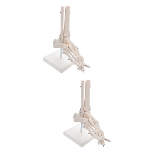 OUNONA 2st Modell Des Fußgelenks Schaufensterpuppen Anatomie Skelettmodell Männchen Mannequin Sprunggelenkmodell Aus Kunststoff Modul Modelle Kunststofffüße Weiß Menschlicher Körper Pvc von OUNONA