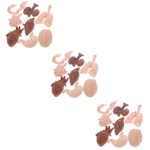 OUNONA 3-set-lernset Für Studenten Modell Des Menschlichen Körpers Gehirn Magen Und Organmodelle 8 Stück * 3 OUNONA 3-set-lernset Für Studenten Modell Des Menschlichen Körpers Gehirn Magen Und Organmodelle 8 Stück * 3 von OUNONA