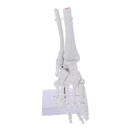 OUNONA 3St Menschlicher Knöchel unterricht Laborklemme PVC menschliches Skelettmodell Fußgelenkmodell Skelettmodell Fußgelenk Modelle Sprunggelenk modell anatomisches Modell Base Werkzeug von OUNONA