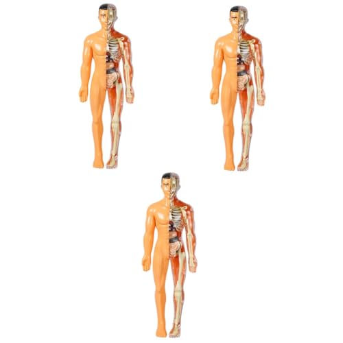 OUNONA 3St menschliches Organmodell Kinder Schaufensterpuppe anatomischer Oberkörper menschlicher körper sportgel Spielzeug kinder rätsel menschliche Anatomie Skelett-Puzzle Suite Plastik von OUNONA