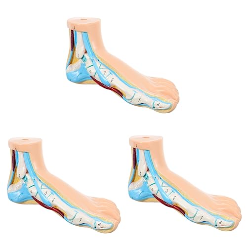 OUNONA 3st Modell Des Fußgelenks Modelle Lehre Anatomie Fußmodell Anatomisches Fußmodell Medizinisches Normalfußmodell Klinik Display Fußform Normales Fußmodell Vinyl Menschlicher Körper von OUNONA