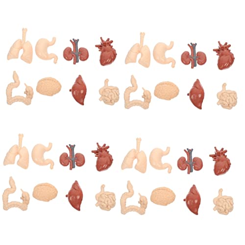 OUNONA 4 Sätze Menschliches Inneres Organmodell Stütze Mit Menschlichen Organen Modelle Organe Des Menschlichen Körpers Werkzeug Anatomie Und Physiologie Lehrhilfe Herz Pvc OUNONA 4 Sätze Menschliches Inneres Organmodell Stütze Mit Menschlichen Organen Modelle Organe Des Menschlichen Körpers Werkzeug Anatomie Und Physiologie Lehrhilfe Herz Pvc von OUNONA