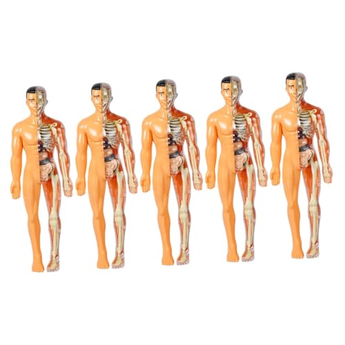 OUNONA 5 Teiliges Modell Menschlicher Organe Modelle Skelett Körpermodell Wissenschaftsbausätze Lehrmaterial Für 5–7 Jährige Menschlicher Körper Modell Der Menschlichen Anatomie OUNONA 5 Teiliges Modell Menschlicher Organe Modelle Skelett Körpermodell Wissenschaftsbausätze Lehrmaterial Für 5–7 Jährige Menschlicher Körper Modell Der Menschlichen Anatomie von OUNONA