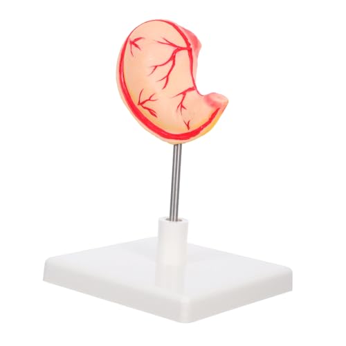 OUNONA Anatomisches Magenmodell Stabiles Detailliertes Trainingsmodell für Medizinische Ausbildung und Präzise Nachbildung Magenstruktur Einfach Montierbar für Lehrzwecke und Labors OUNONA Anatomisches Magenmodell Stabiles Detailliertes Trainingsmodell für Medizinische Ausbildung und Präzise Nachbildung Magenstruktur Einfach Montierbar für Lehrzwecke und Labors von OUNONA
