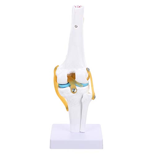 OUNONA Anatomisches Modell Des Menschlichen Kniegelenks 11 - Flexible Schnur Lehrhilfe Für von OUNONA