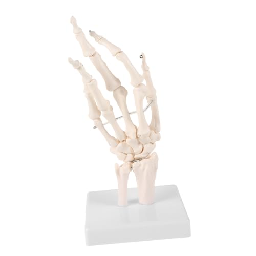 OUNONA Handknochengelenkmodell Menschliches Kopfmodell Skelett Mann Gemeinsam Arm Torso Körper Raupe Bausatz Gehirnmodell Hände Anatomisch Anatomie-poster Handform Weiß Pvc von OUNONA
