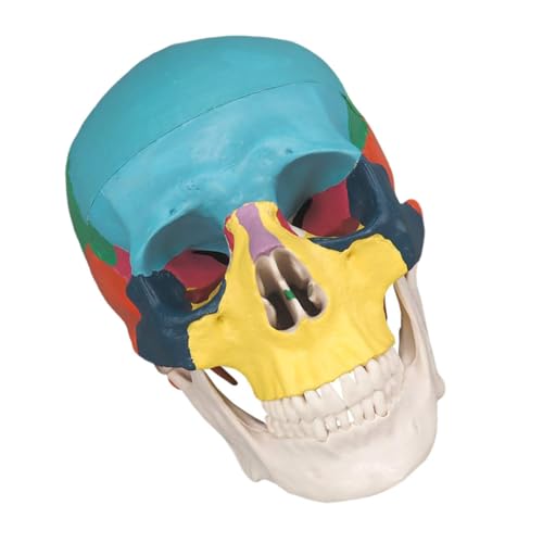 OUNONA Knochenschädel menschliches Skelettleben Anatomiebuch Skelett- Gehirnmodell the skulls totenschädel totenköpfe Schädel Lehrmittel farbiger menschlicher Schädel PVC von OUNONA
