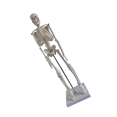 OUNONA Menschliches Skelettmodell Pvc Skelettmodell Skelettmodell Lehrskelettmodell Medizinisches Skelettmodell Menschliches Skelettsystem Wissenschaft Skelettmodell Simulation von OUNONA