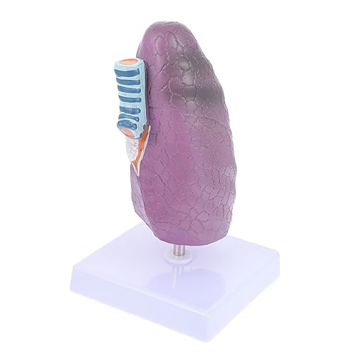 OUNONA Realistisches Lungenmodell Pathologische Anatomie Medizinisches Lehrmittel Lernwerkzeug OUNONA Realistisches Lungenmodell Pathologische Anatomie Medizinisches Lehrmittel Lernwerkzeug von OUNONA