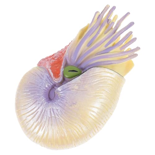 OUNONA Nautilus Modellspielzeug aus Realistisches Nautisches für Bildungsförderndes zur Kognitiven Entwicklung Kreativität Langlebig und Sicher von OUNONA