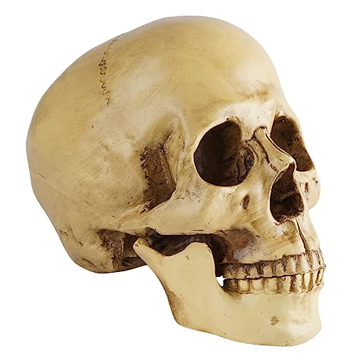 OUNONA Schädelmodell Pfote Marienkäfer Heuhalter für Meerschweinchen Verstecke halloween dekoration halloween-dekoration Schädel Statue Skelettkopfmodelle Party-Deko-Accessoire Harz von OUNONA