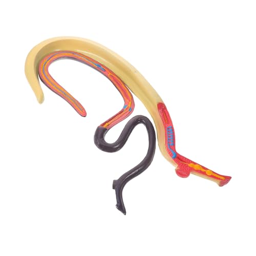 OUNONA Schistosoma Modell Modelle Pädagogisches Modell Tiermodell Anatomisches Tiermodell Tiere Anatomiemodell Tier Kognitive Stütze Lehrmaterial Lehrmittel Wissenschaftliches von OUNONA