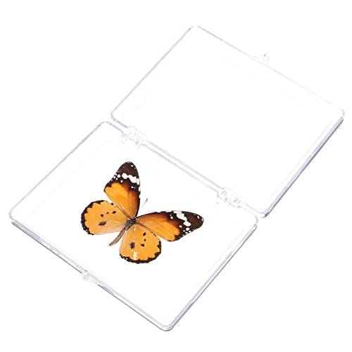 OUNONA Schmetterlings-exemplar Dekorationen Für Zu Hause Schmetterlingspräparate Wanddekoration Schmetterlings-souvenir Schmetterlingsmusterrahmen Wohnkultur Ornamente Plastik Probe Kind von OUNONA