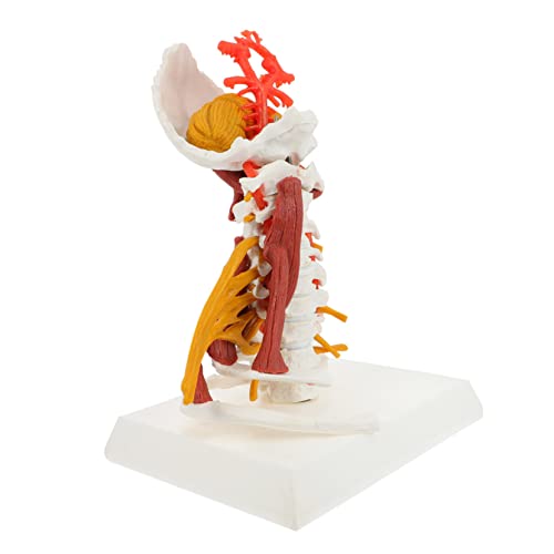 OUNONA Skelett Skelettmodell Modelle Halswirbelmodell anzeigen Anatomie Halswirbel Modell medizinisches Halswirbelmodell Modell eines menschlichen Halswirbels Halswirbelsäule PVC von OUNONA