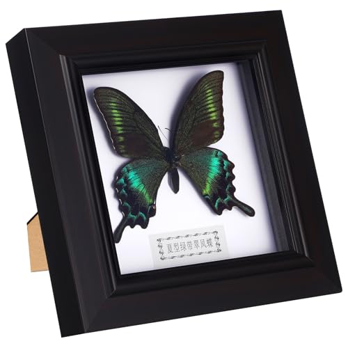 OUNONA Specimen Display Frame Butterfly Specimen Frame Exquisite Wall Decor Wall Art von OUNONA