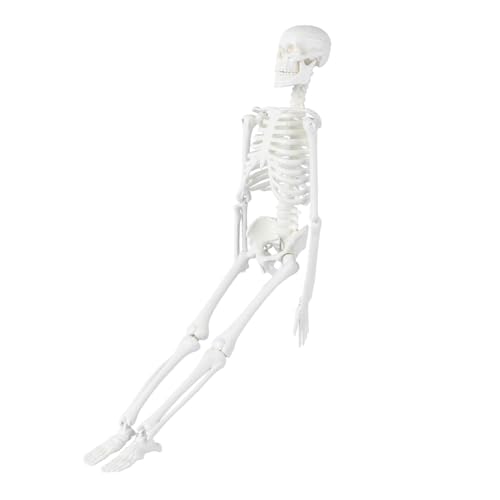 OUNONA Anatomisches Studienmodell unterrichtsmaterial beige Modelle Skelett in voller Größe menschliches Skelettmodell Statue des menschlichen Skeletts menschlicher Körper Schulmaterial von OUNONA