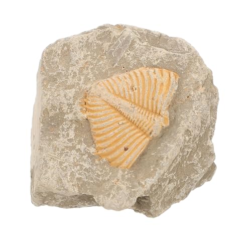 OUNONA Trilobiten- Advent Fernglas Uralte Kreatur Proben fossilien wohnungseinrichtung sammeltassen hausdeko wohnungsdeko Desktop-Ornament Gliederfüßer Trilobiten-Sammlung OUNONA Trilobiten- Advent Fernglas Uralte Kreatur Proben fossilien wohnungseinrichtung sammeltassen hausdeko wohnungsdeko Desktop-Ornament Gliederfüßer Trilobiten-Sammlung von OUNONA