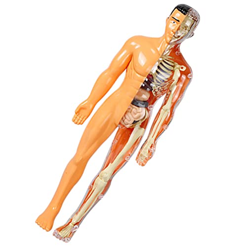 OUNONA menschliches Organmodell menschlicher körper sportgel kinder rätsel anatomisches Montagemodell Spielzeuge Modelle menschliche Anatomie Sezierset für Kinder Suite Skelett Puzzle von OUNONA