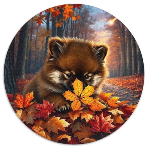 PommernJigsaw 1000 Teile PuzzleHaustier Hund Puzzles ErwachsenenKinder AbGeschenki 1000pcs (67.5x67.5cm) von OWBASKPOZ