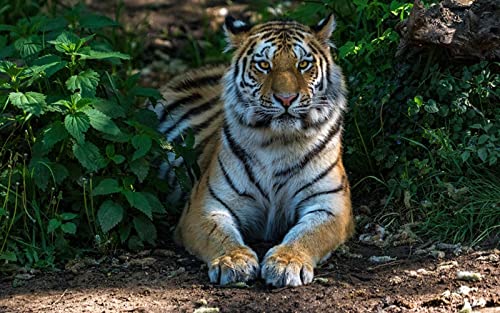 OZLHSP 1000 Teile Puzzel 3D Tiger Tier 75x50cm von OZLHSP