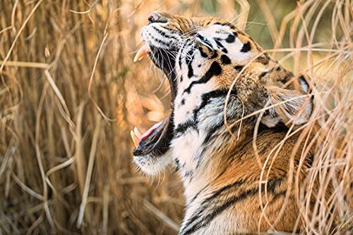 OZLHSP 1000 Teile Puzzel Tiger Tiere 75x50cm von OZLHSP