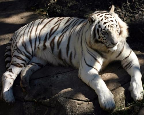OZLHSP 1500 Puzzle Tiger Große Tiere 87x57cm von OZLHSP