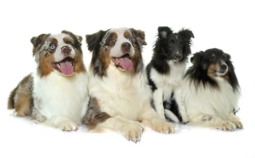 OZLHSP 1500 Teile Puzzel 3D Australischer Schäferhund 87x57cm von OZLHSP