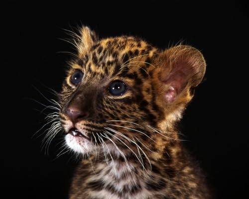OZLHSP 1500 Teile Puzzel Leoparden Großkatzen 87x57cm von OZLHSP