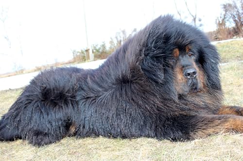 OZLHSP 3D Puzzel Kinder 1500 Teile Tibetmastiff Tier 87x57cm von OZLHSP