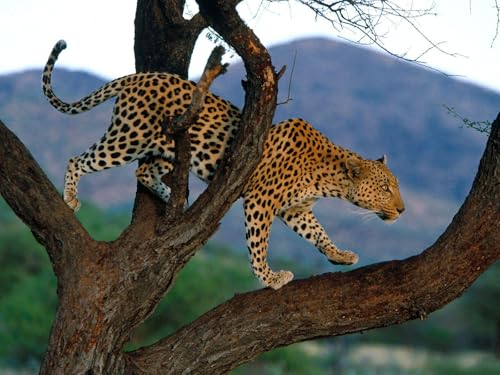 OZLHSP 3D Puzzel Kinder 500 Teile Leopard Große Tiere 52x38cm von OZLHSP