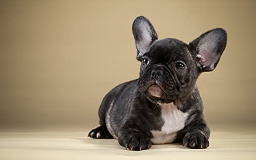 OZLHSP 3D Puzzle 1500 Teile Französische Bulldogge Tier 87x57cm von OZLHSP