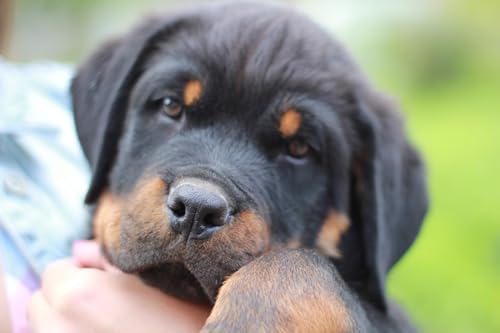 OZLHSP 3D Puzzle 500 Teile Rottweiler Welpe Tier 52x38cm von OZLHSP