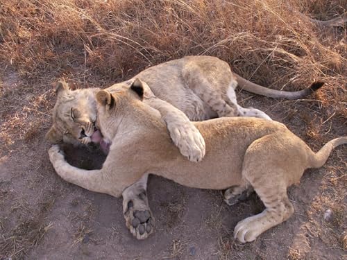 OZLHSP 3D Puzzle Kinder 1000 Teile Löwen Großkatzen 75x50cm von OZLHSP